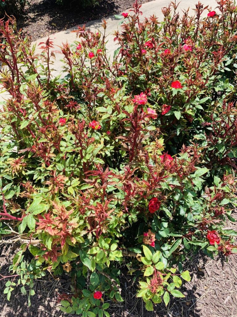 Rose rosette virus infected rose showing symptoms including redness, strapped (thin) leaves and distorted flower