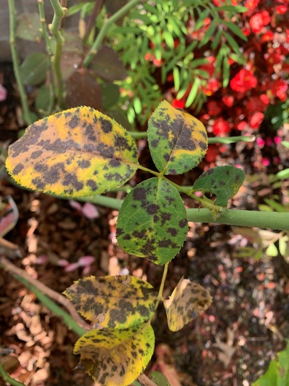 Rose leaves with black spots on them from Black spot of roses disease