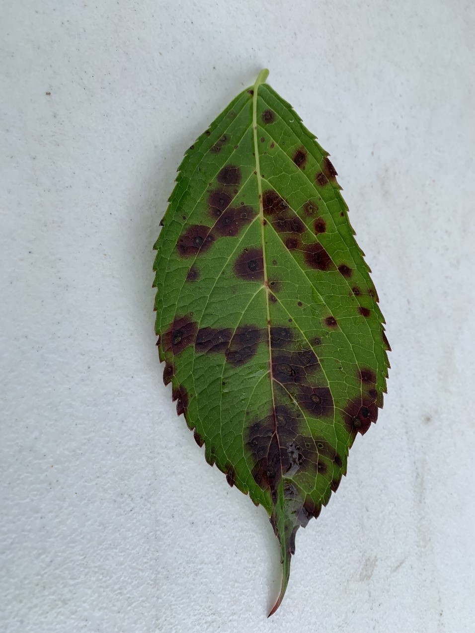 Hydrangea leaf with purple spots on it from Cercospora leaf spot disease