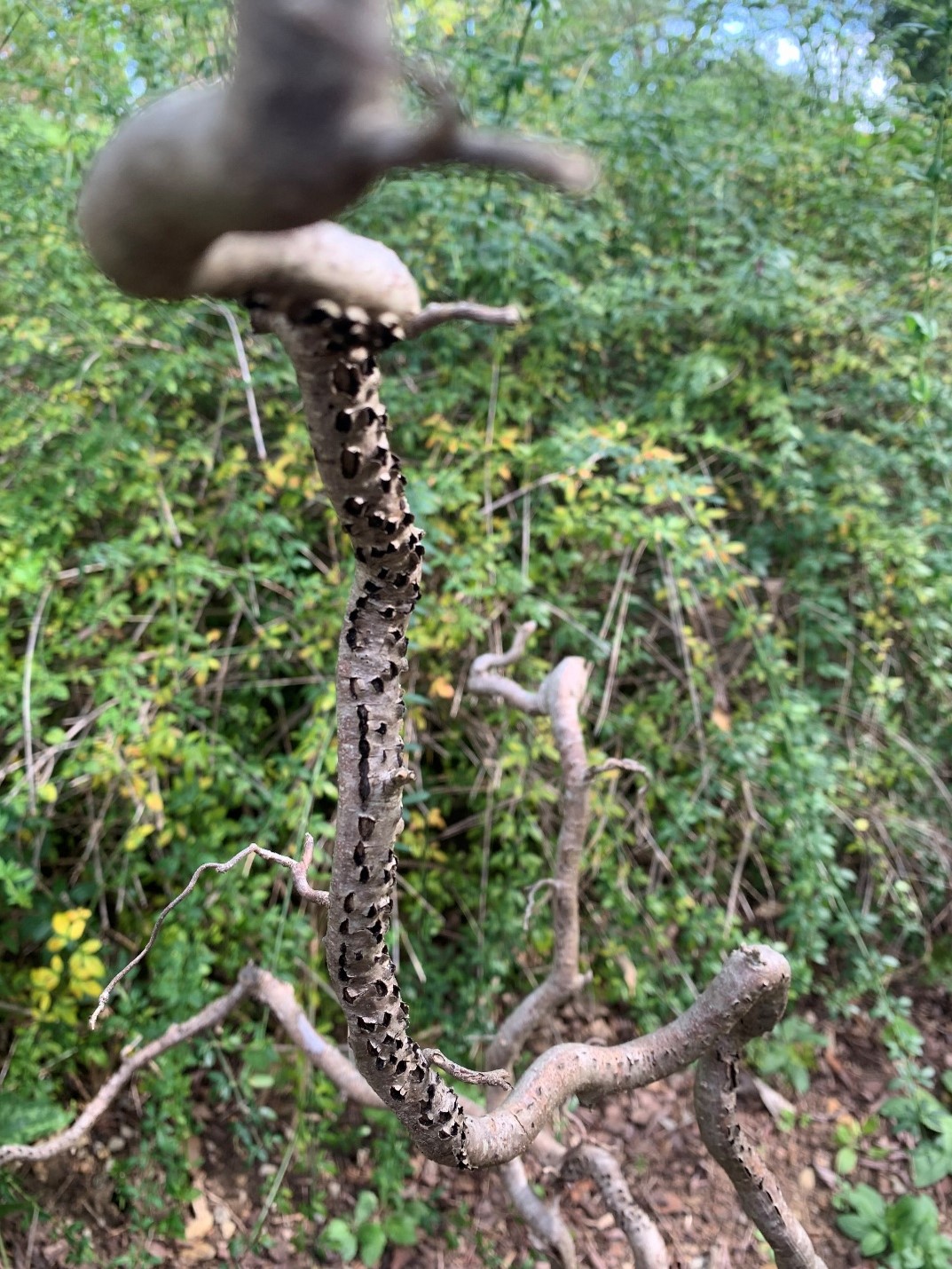 Branches of Witch Hazel with cankers on them from Eastern Filbert Blight disease