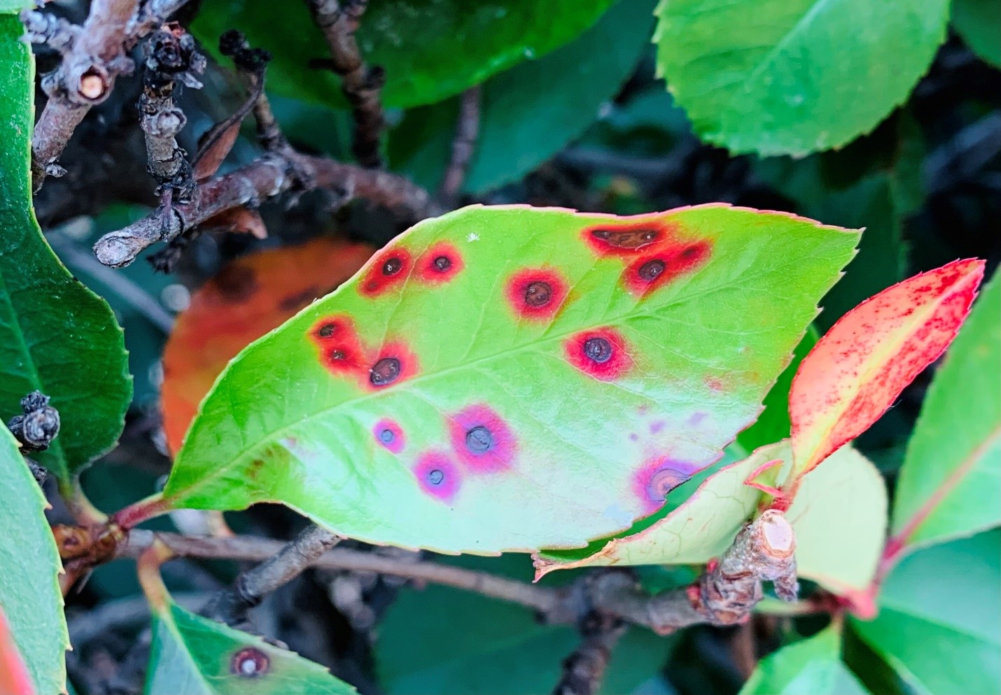 Photinia leaf with red boardered spots from Entomosporium leaf spot disease