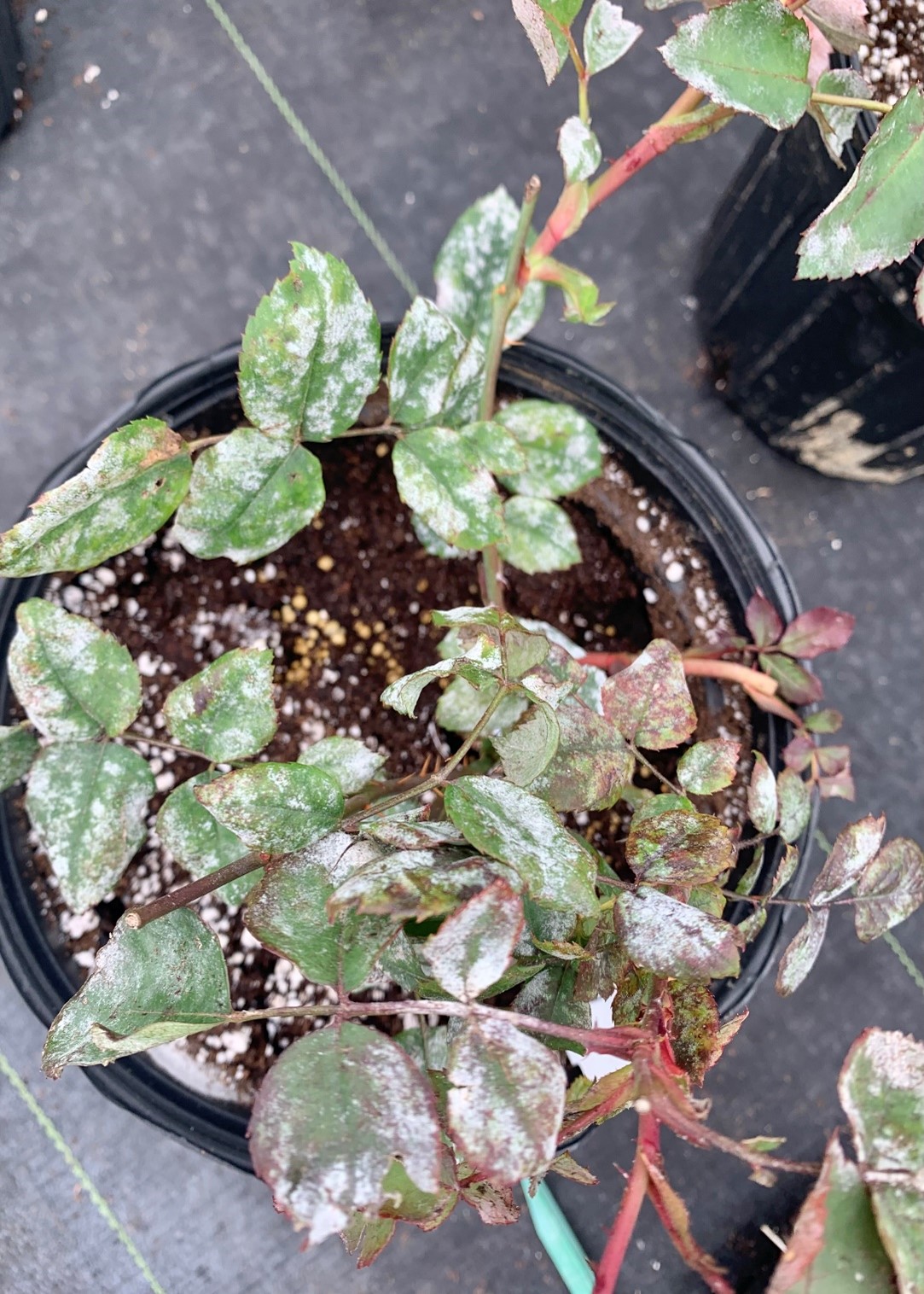 Rose leaves with a white, powdery growth on them from Powdery mildew disease