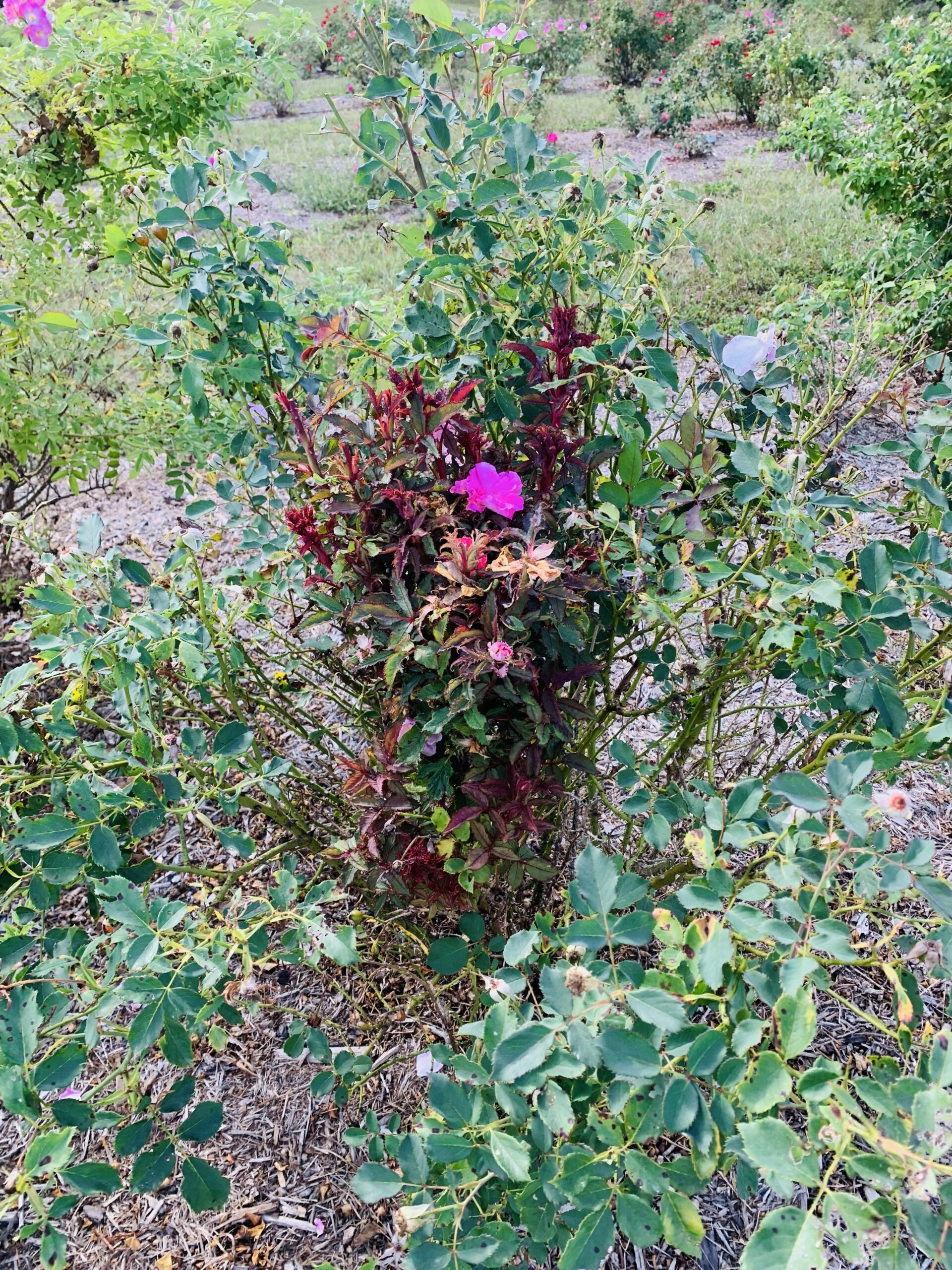 Rose bush infected with the Rose rosette disease