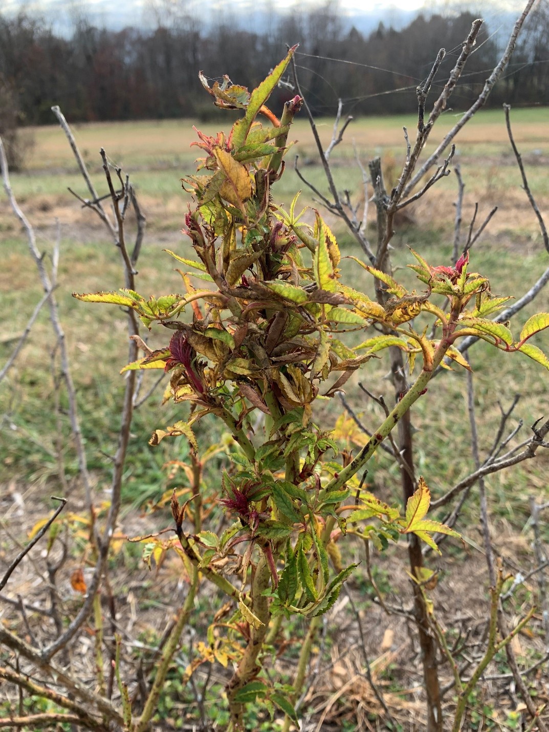 Rose bush infected with the Rose rosette disease