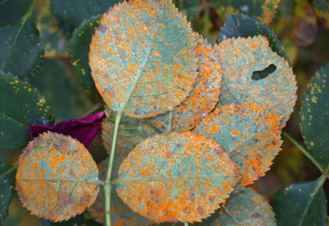 Rose leaves with rust spots on them from Rose rust disease