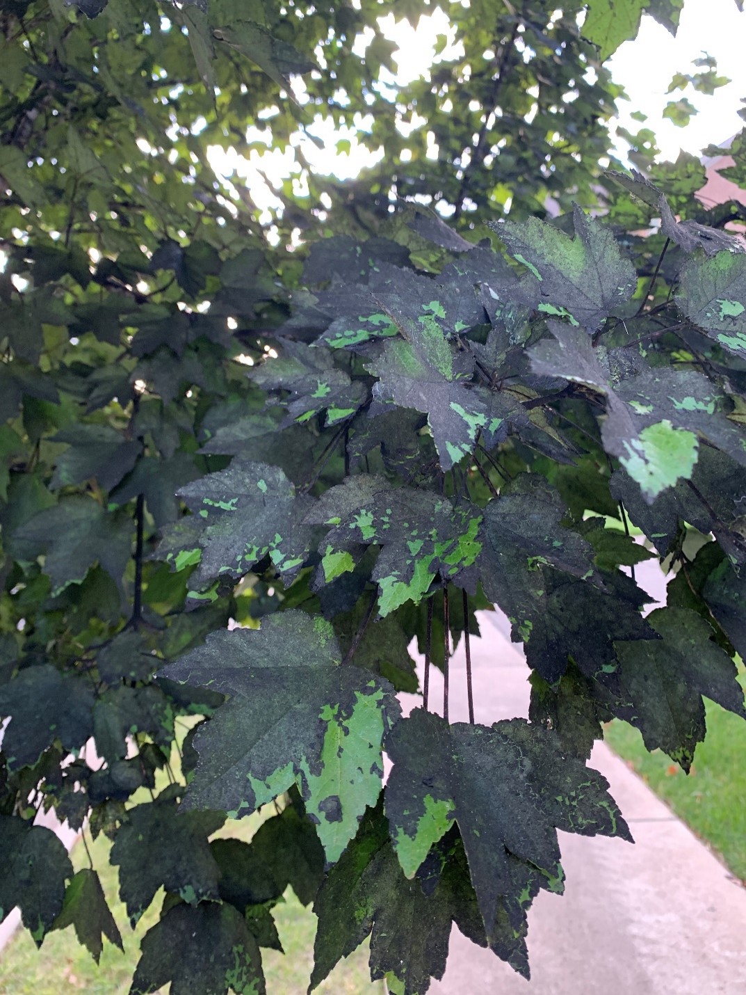 Maple leaves with black mold on them from Sooty mold disease