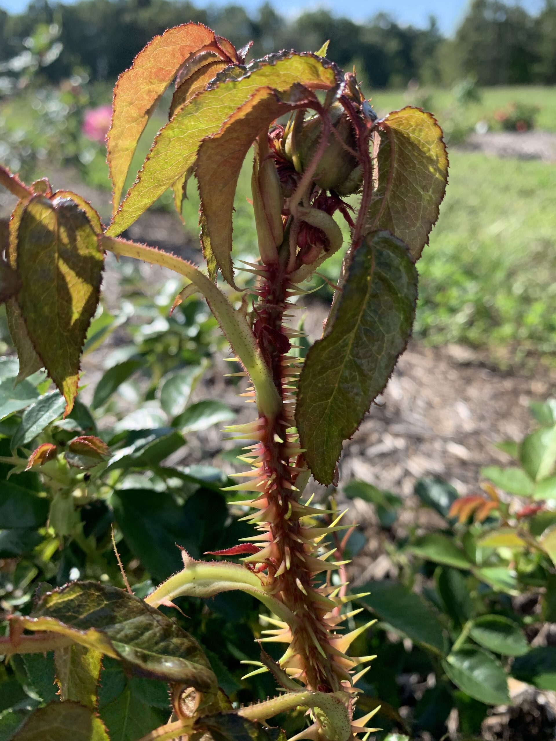 A rose stem having excessive thorns due to infection of rose rosette virus