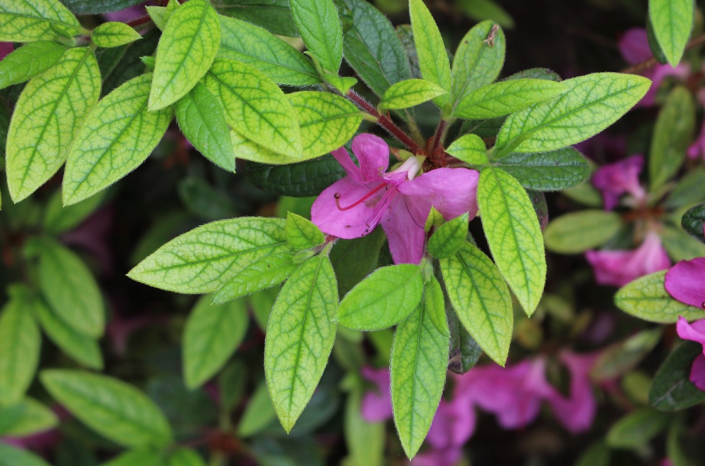 Azalea leaves with an uniform pattern of yellowing