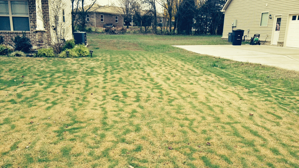 Bermudagrass with tiger or zebra stripes from frost damage