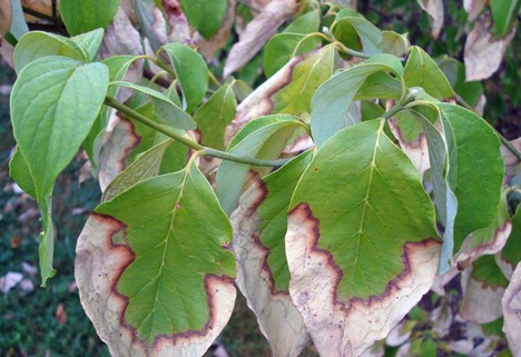 Dogwood leaves with leaf scorch