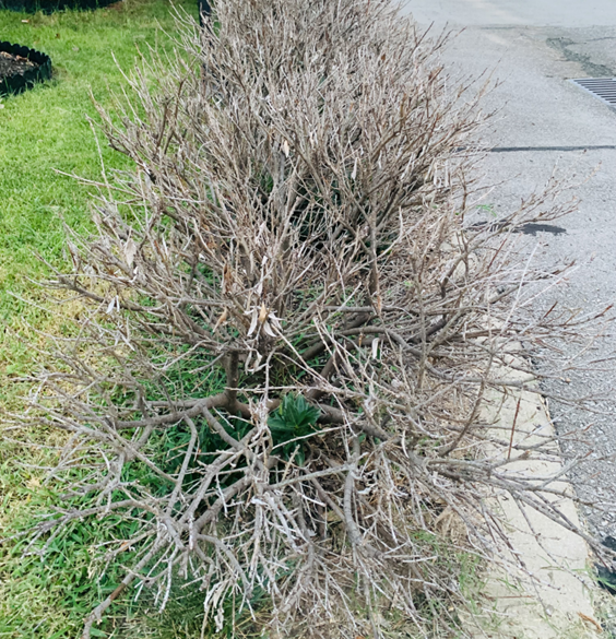 Frost damage on a Laurel