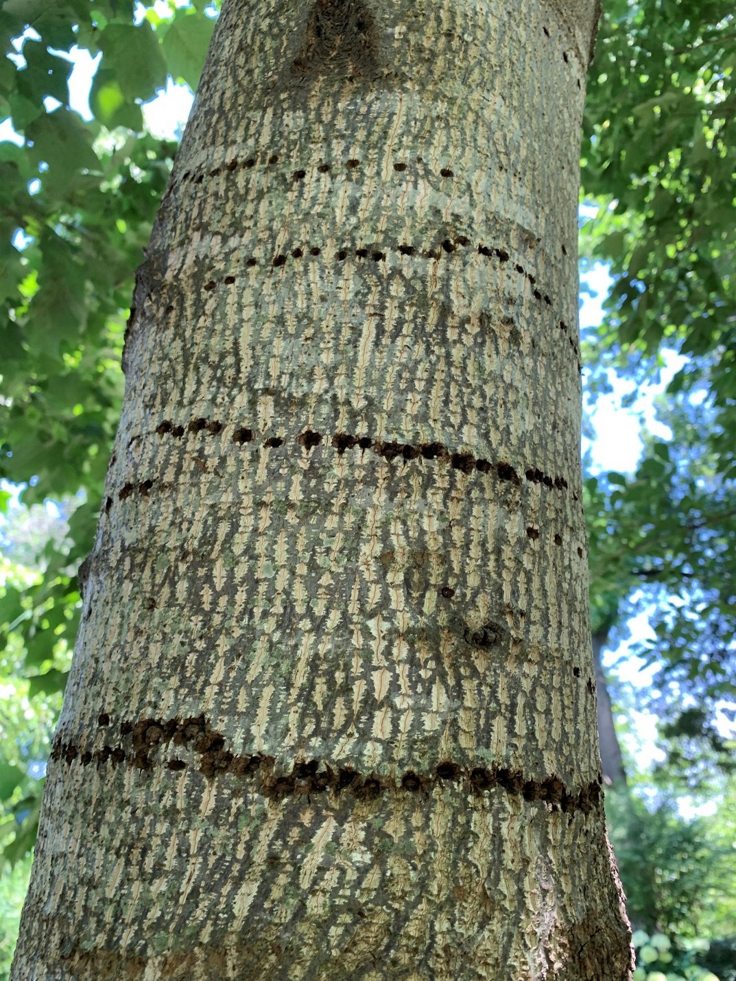 Tulip popular tree trunk with holes made by sapsucker birds